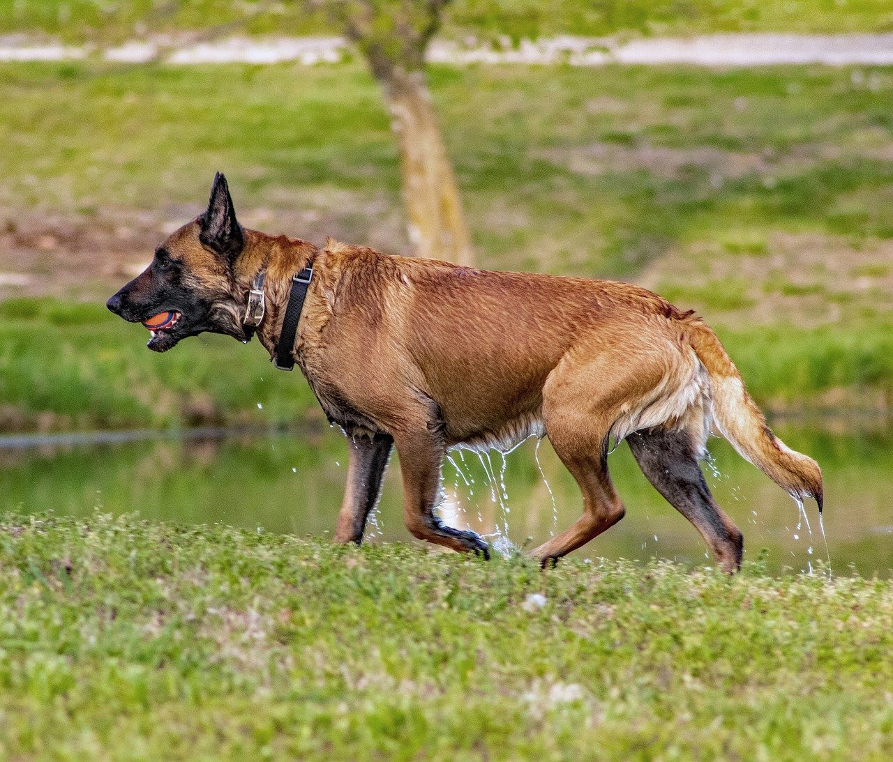 Versatility in Various Roles (image credits: pixabay)