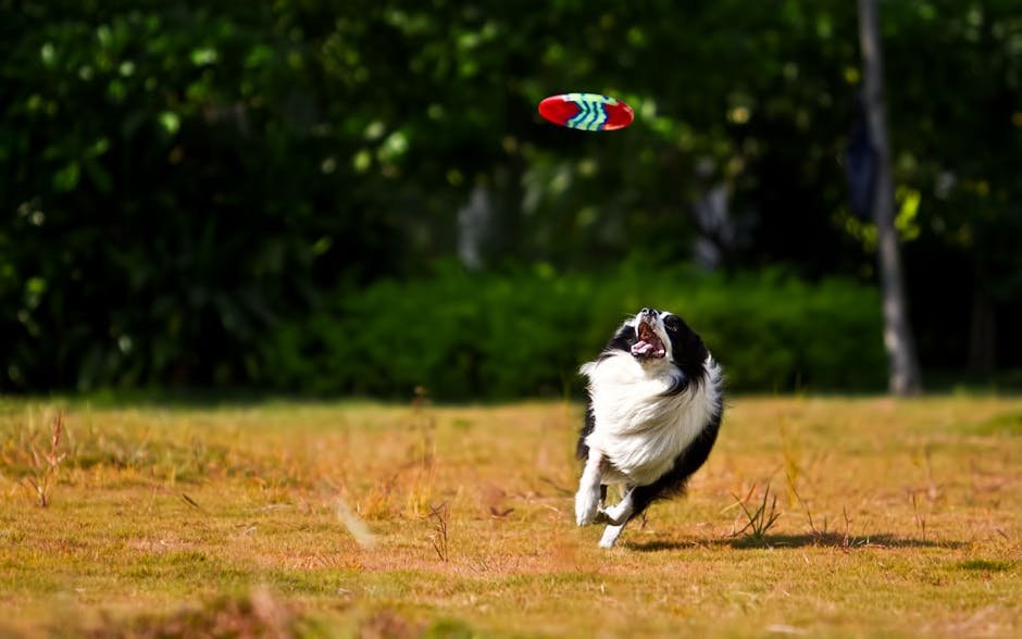 2. Border Collies: The Energetic Geniuses (image credits: pexels)