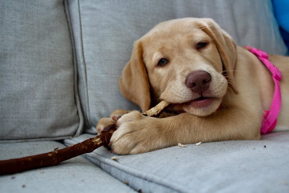 3. Labrador Retrievers: The Playful Chewers (image credits: pexels)