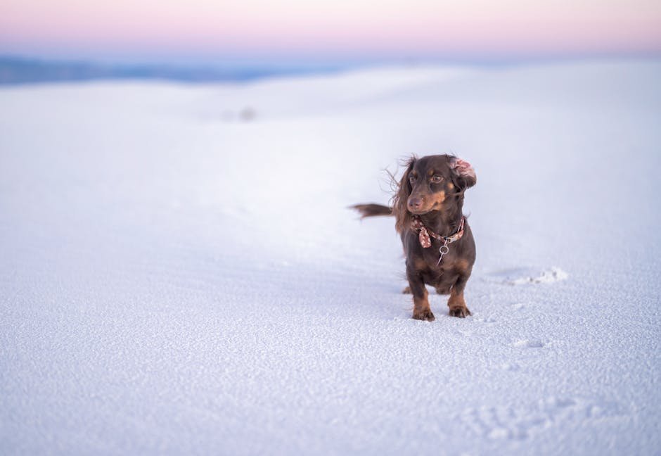 9. Dachshunds: The Determined Explorers (image credits: pexels)