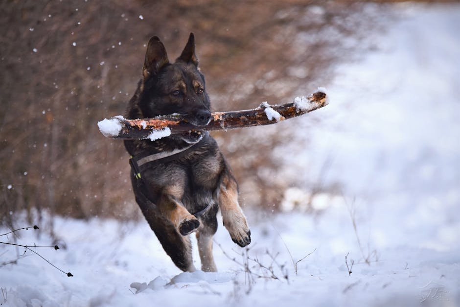 10. German Shepherds: The Loyal Protectors (image credits: pexels)