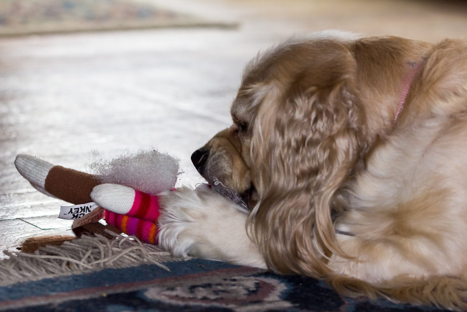 11. Cocker Spaniels: The Enthusiastic Chewers (image credits: wikimedia)