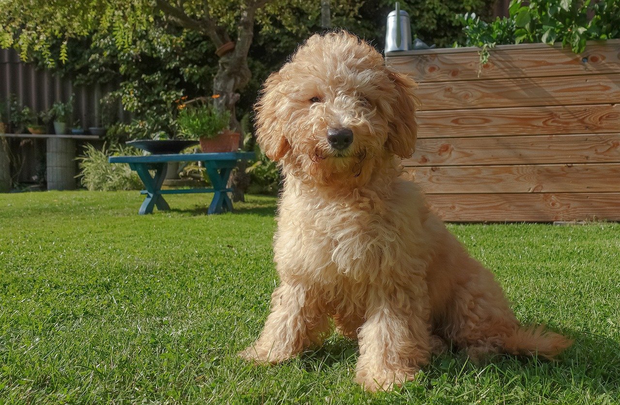 Poodle (image credits: pixabay)