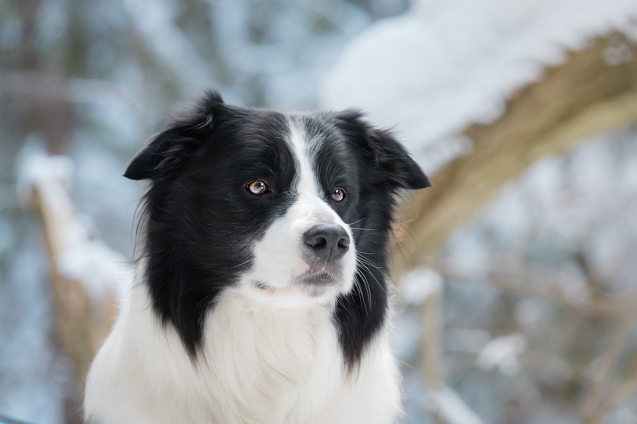 Border Collie (image credits: pixabay)