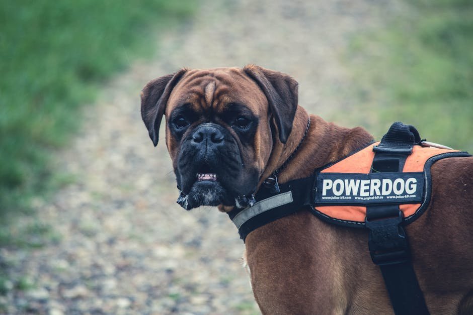 Boxer (image credits: pexels)
