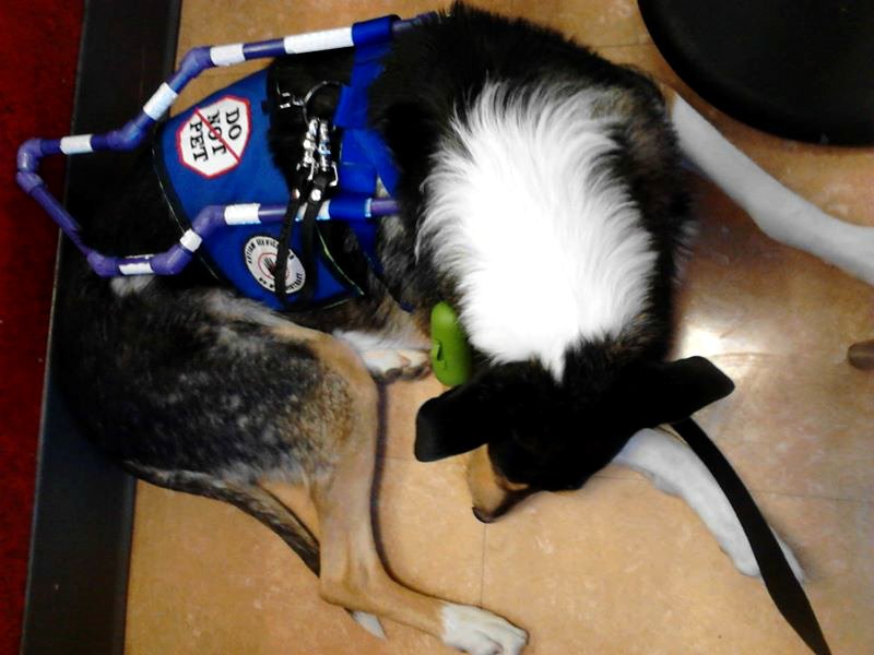 Collie (image credits: wikimedia)