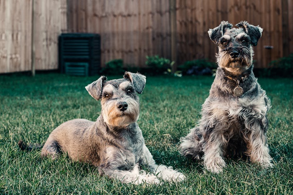 Standard Schnauzer (image credits: pexels)