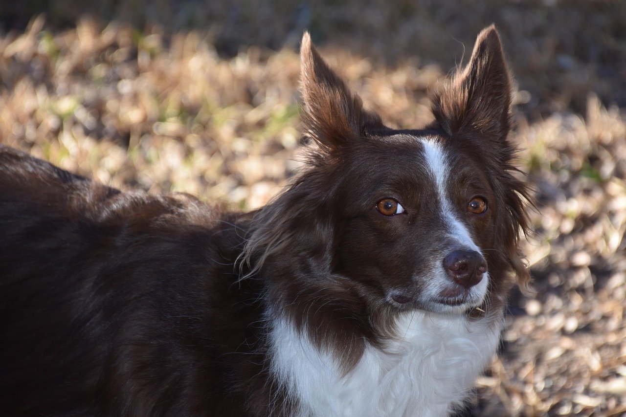 1. Border Collie (image credits: pixabay)
