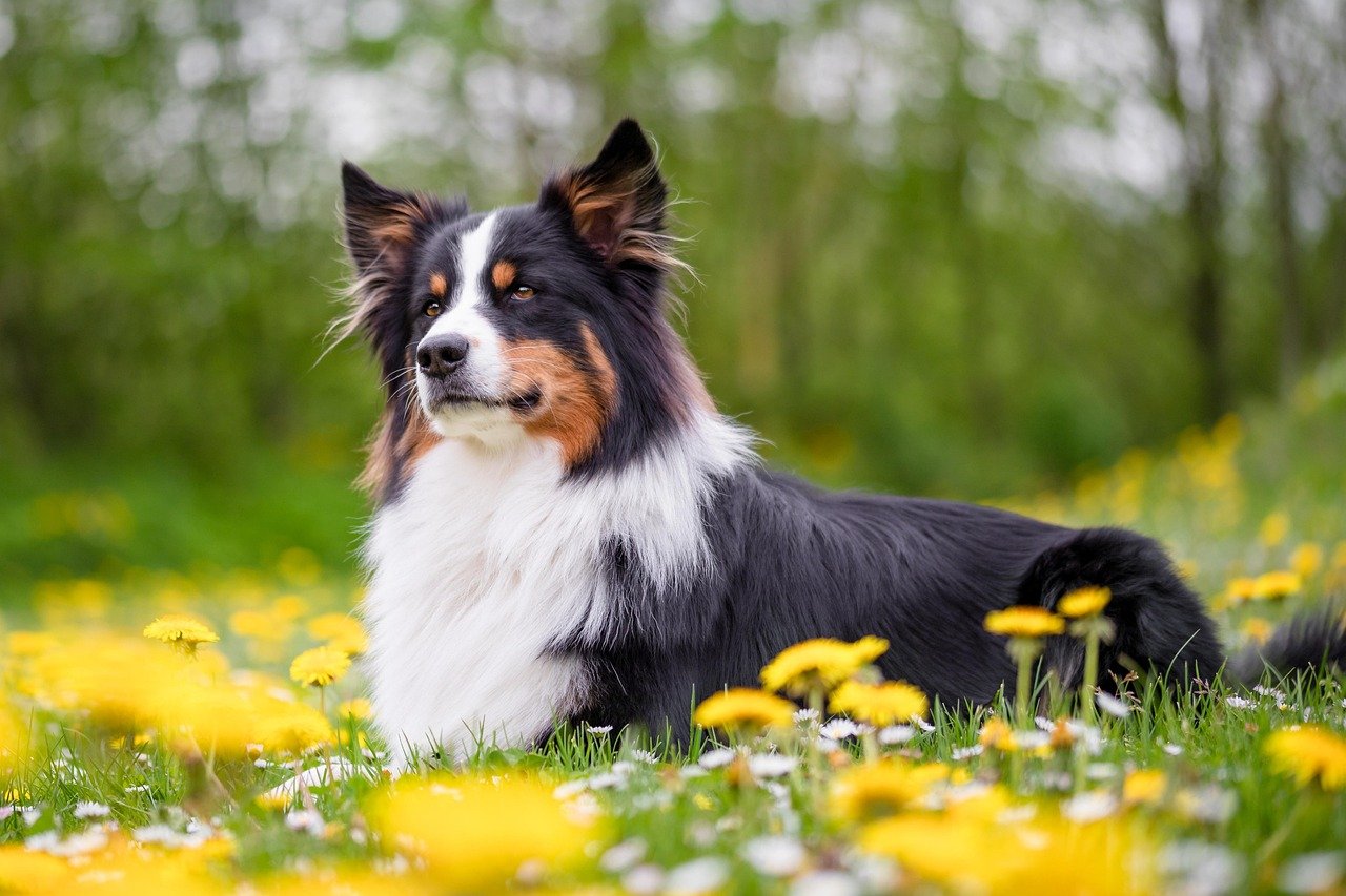 3. Australian Shepherd (image credits: pixabay)