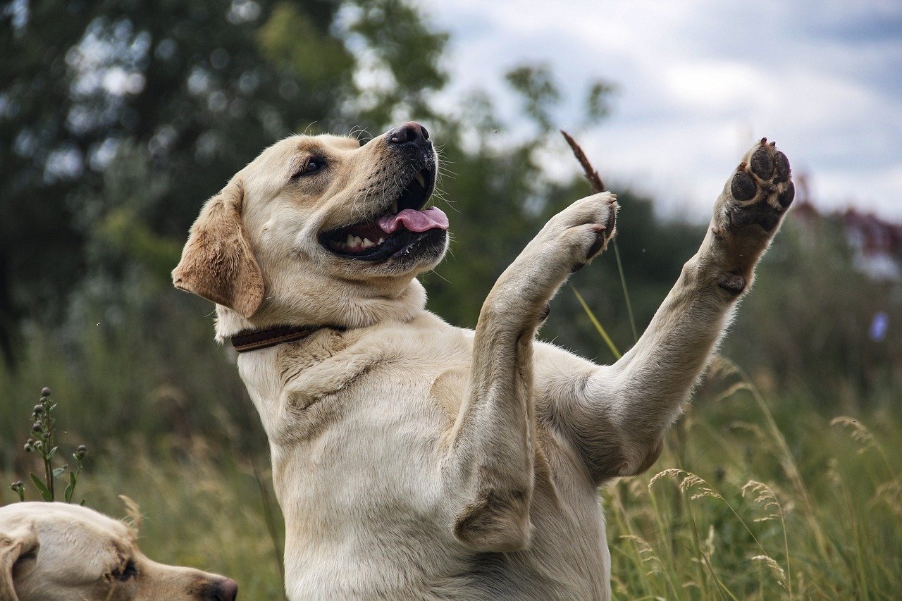 5. Labrador Retriever (image credits: pixabay)