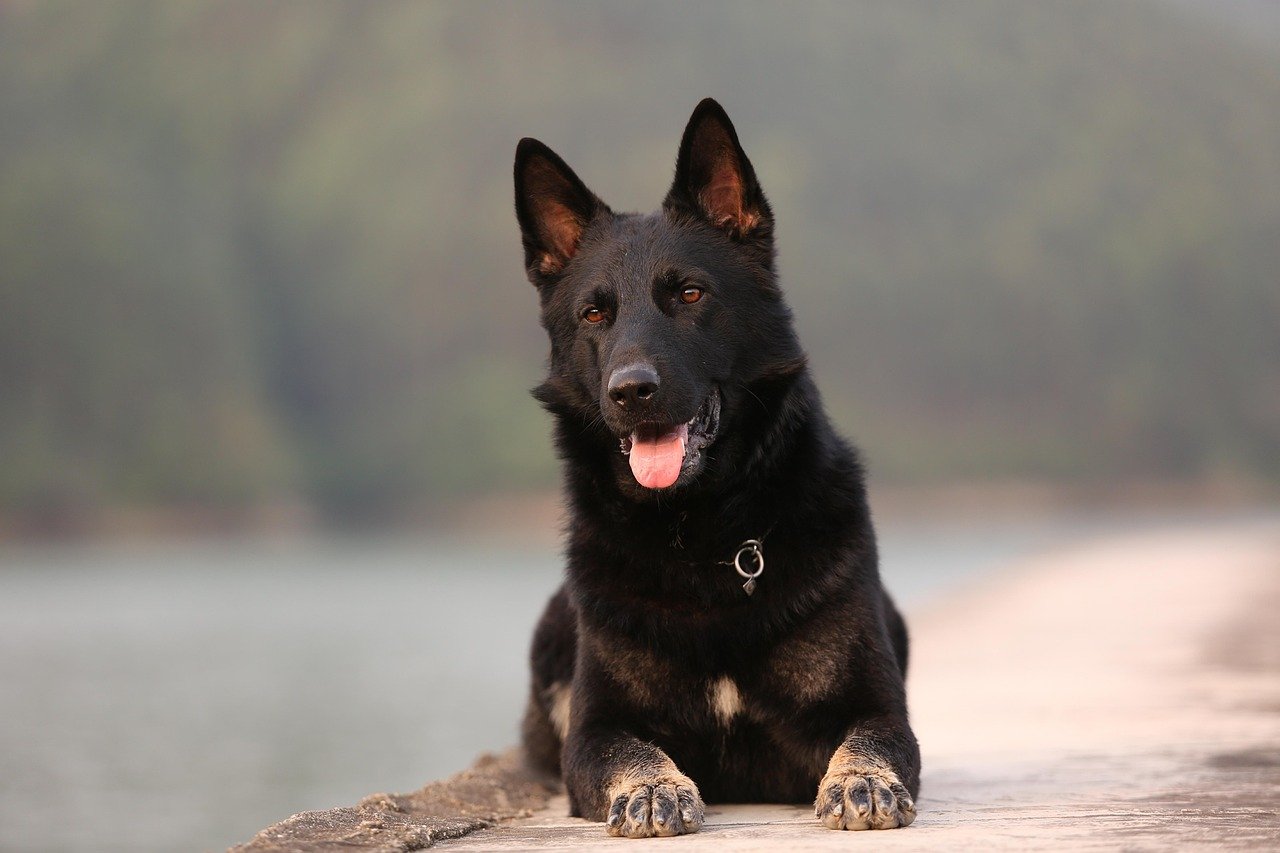 6. German Shepherd (image credits: pixabay)