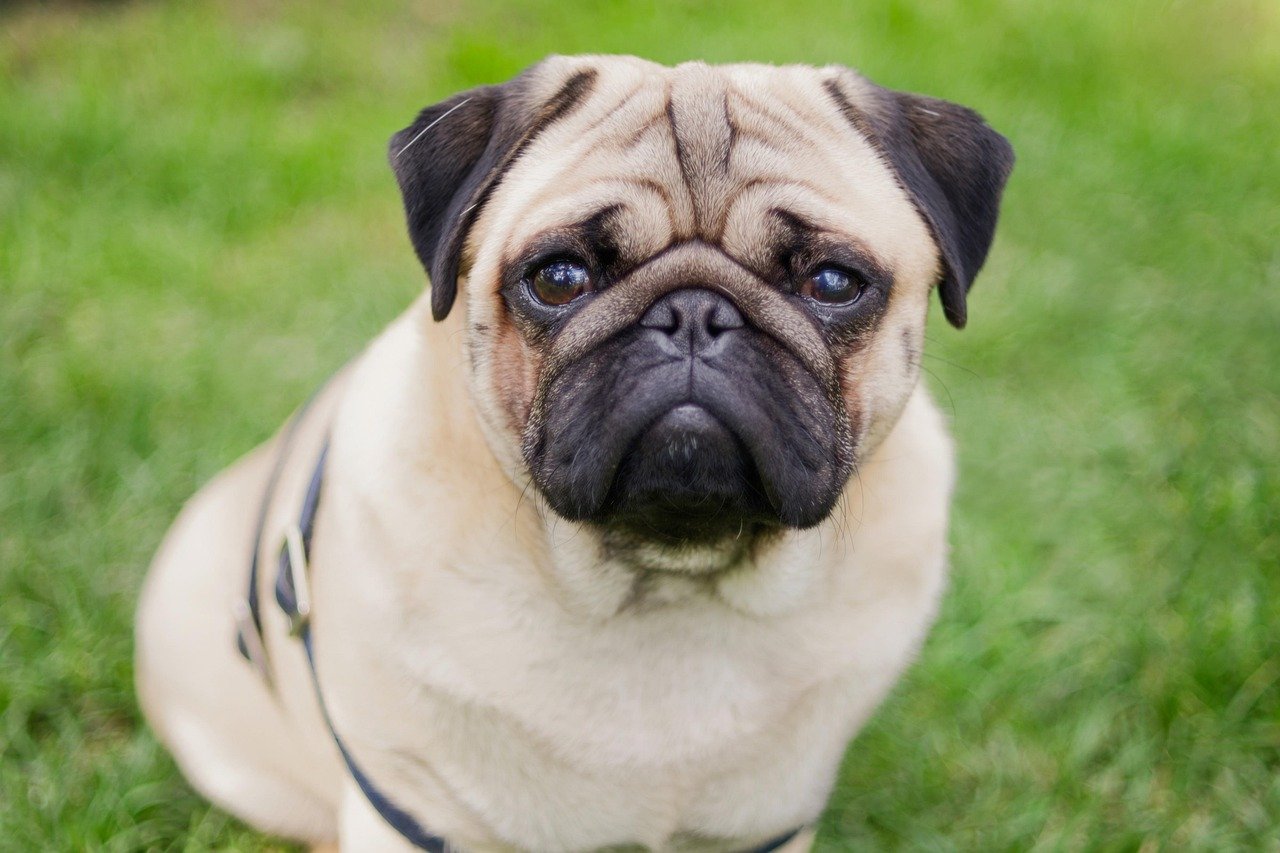 15. Pug (image credits: pixabay)