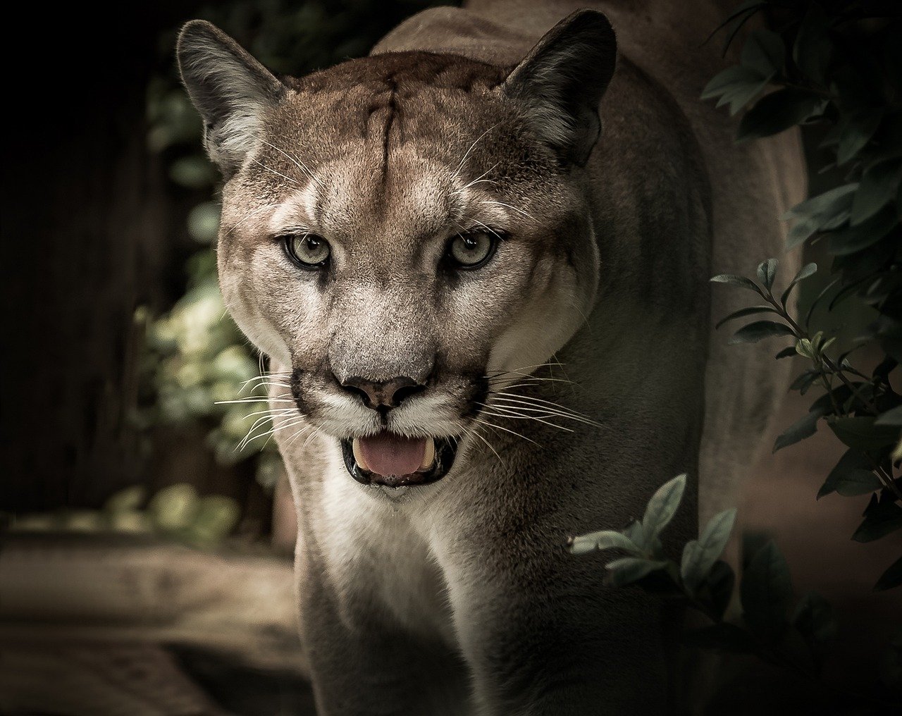 The Art of Silent Hunting (image credits: pixabay)