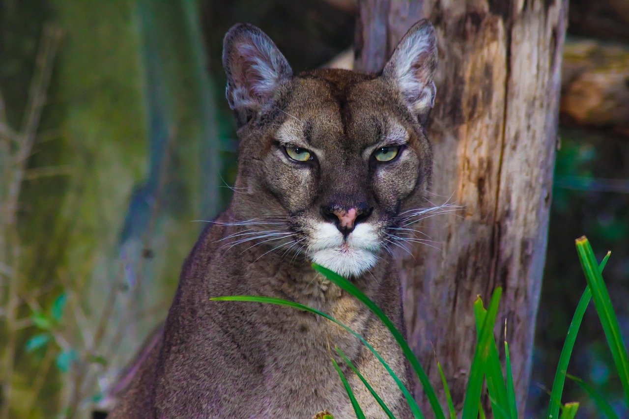 The Puma's Place in Culture (image credits: pixabay)