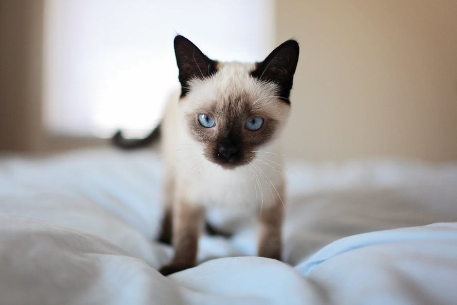 2. The Social Siamese (image credits: pexels)