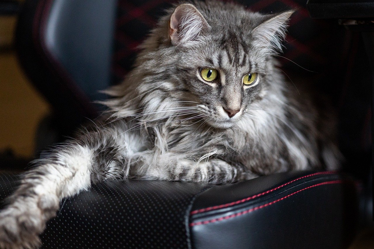 4. The Playful Maine Coon (image credits: pixabay)