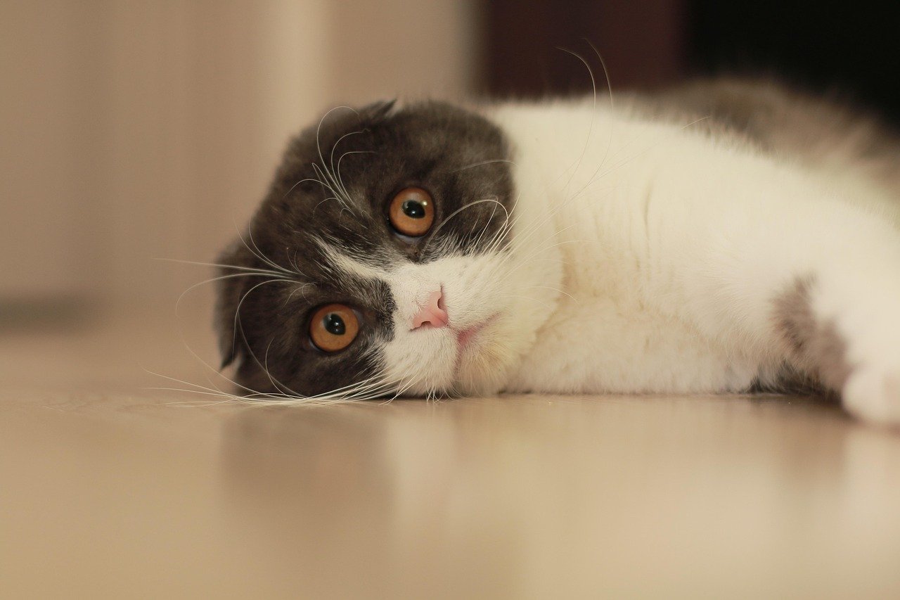8. The Sociable Scottish Fold (image credits: pixabay)