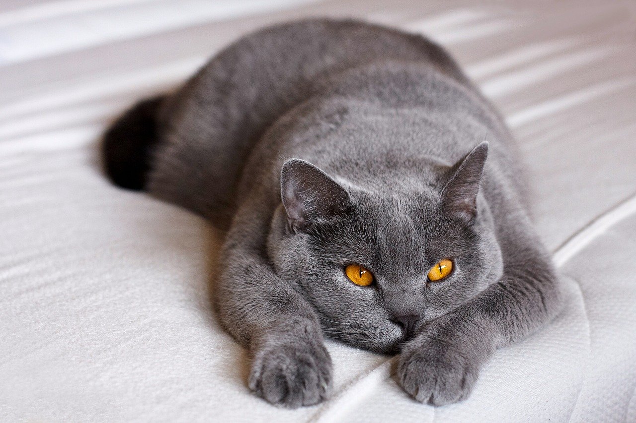 13. The Timid British Shorthair (image credits: pixabay)