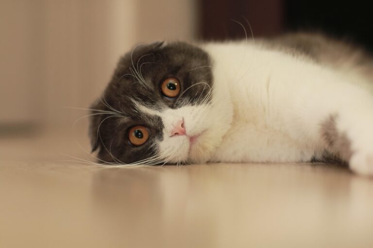 10 Cat Breeds that Welcome Strangers (And 5 Shy Ones That Prefer Hiding)