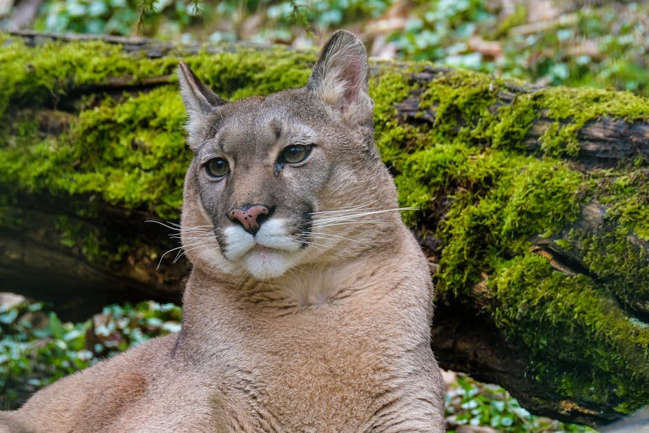 Diet: An Apex Predator’s Menu (image credits: pexels)
