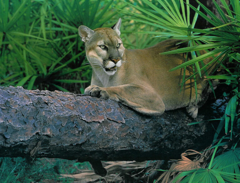 10 Facts About The Florida Panther, A Rare Species Fighting To Survive