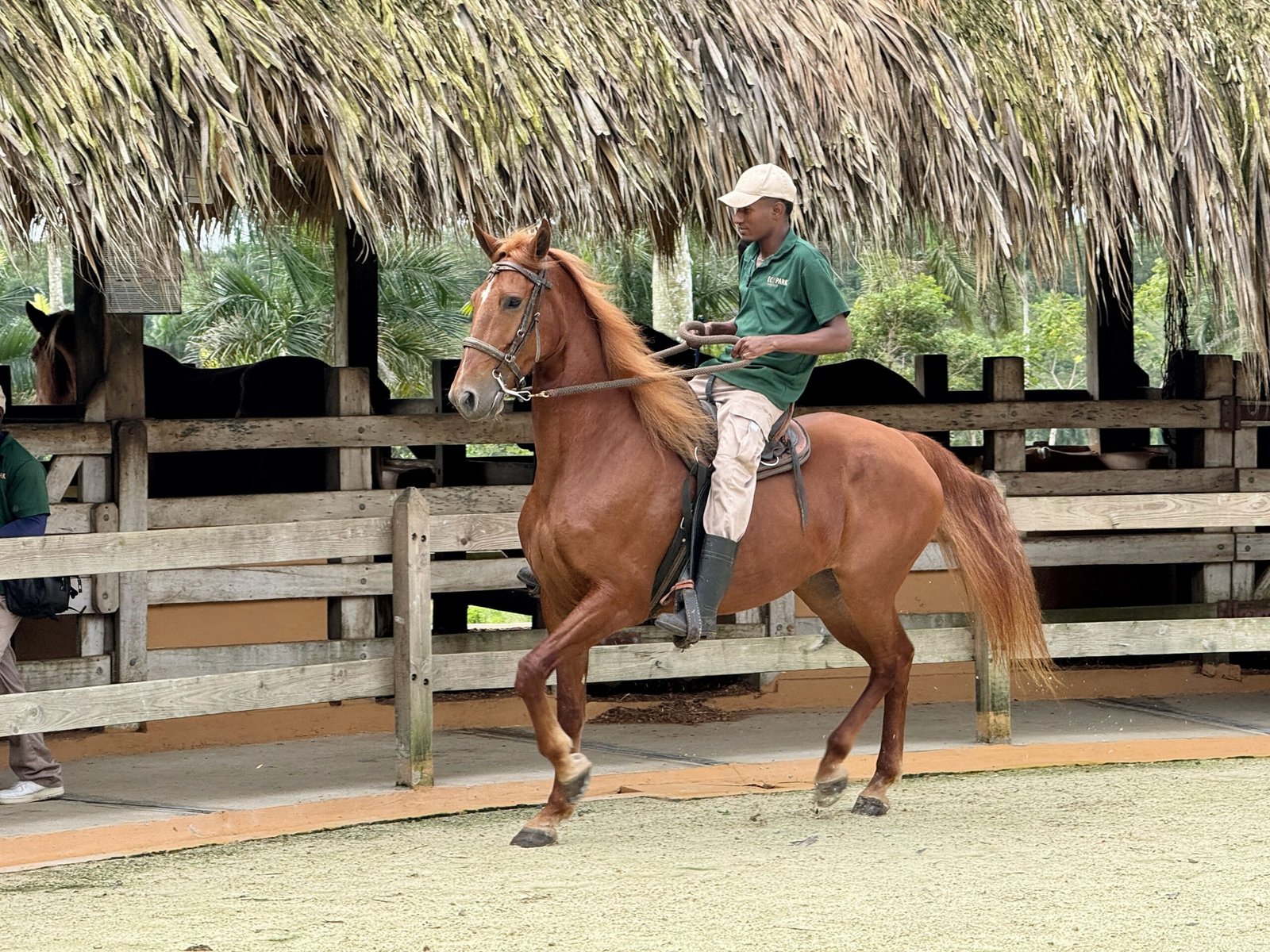 Versatility: A Calm Competitor in Various Disciplines (image credits: wikimedia)