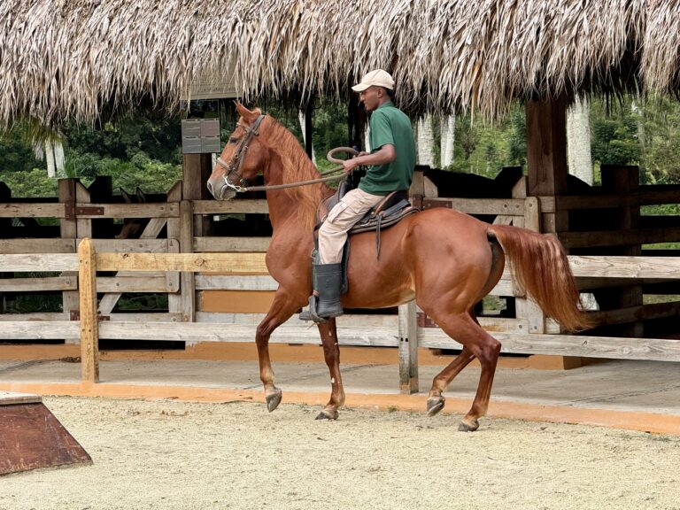 Why the American Quarter Horse is Considered one of the World's Calmest Horse Breeds