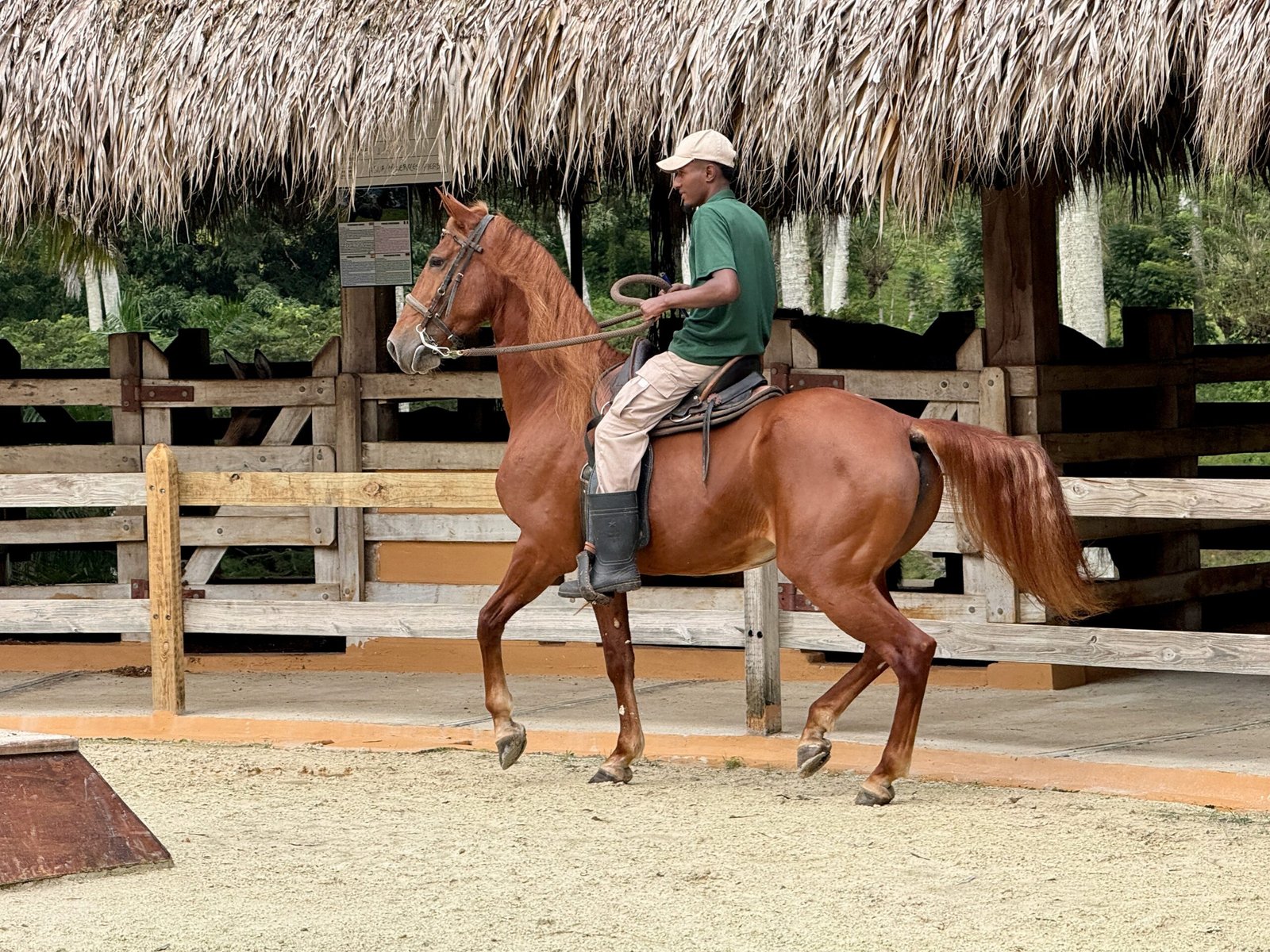 Why the American Quarter Horse is Considered one of the World’s Calmest Horse Breeds