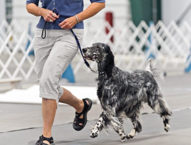 12 English Setter Traits That Suit a Relaxed Country Life