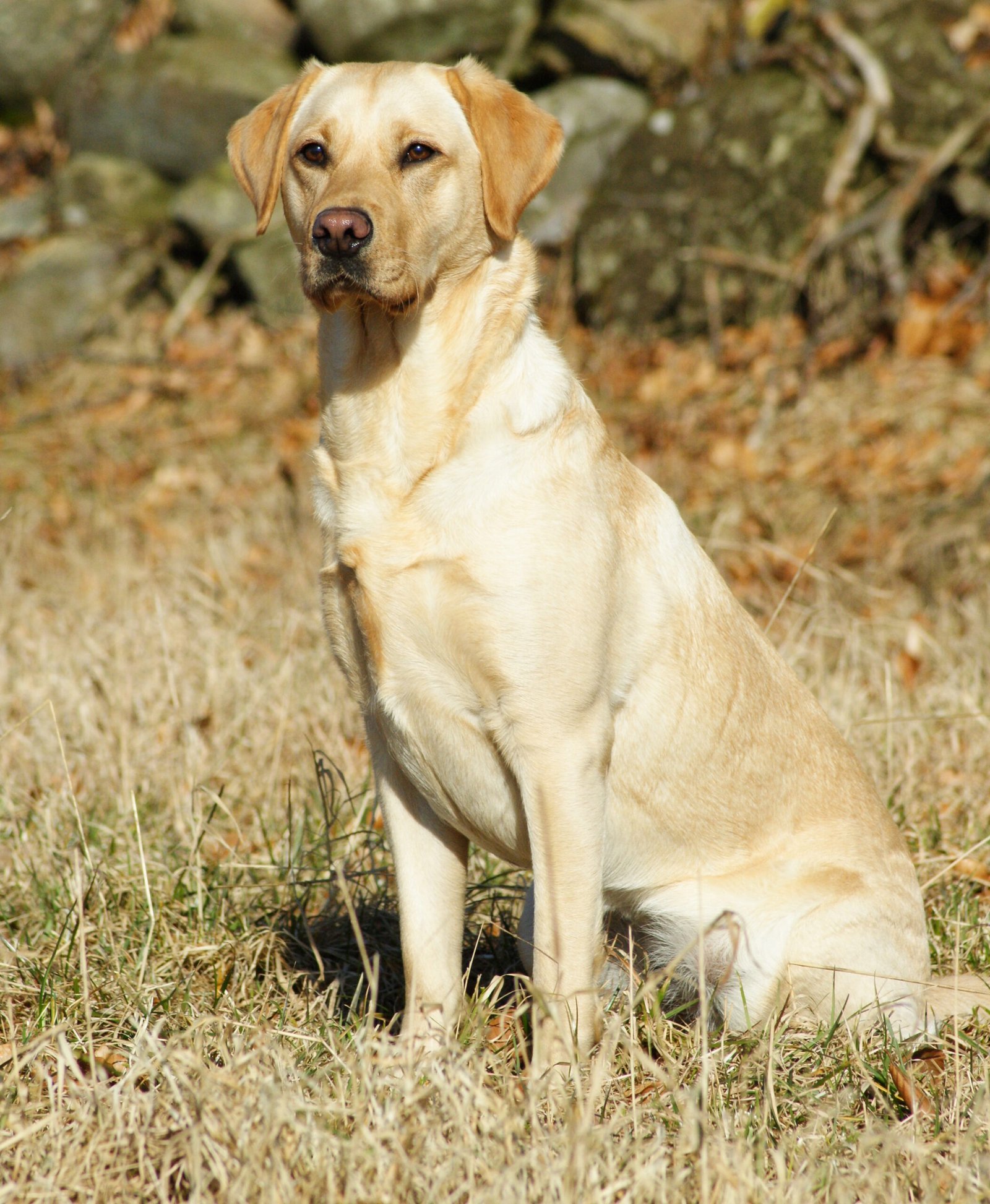 The Lovable Labrador Retriever (image credits: wikimedia)