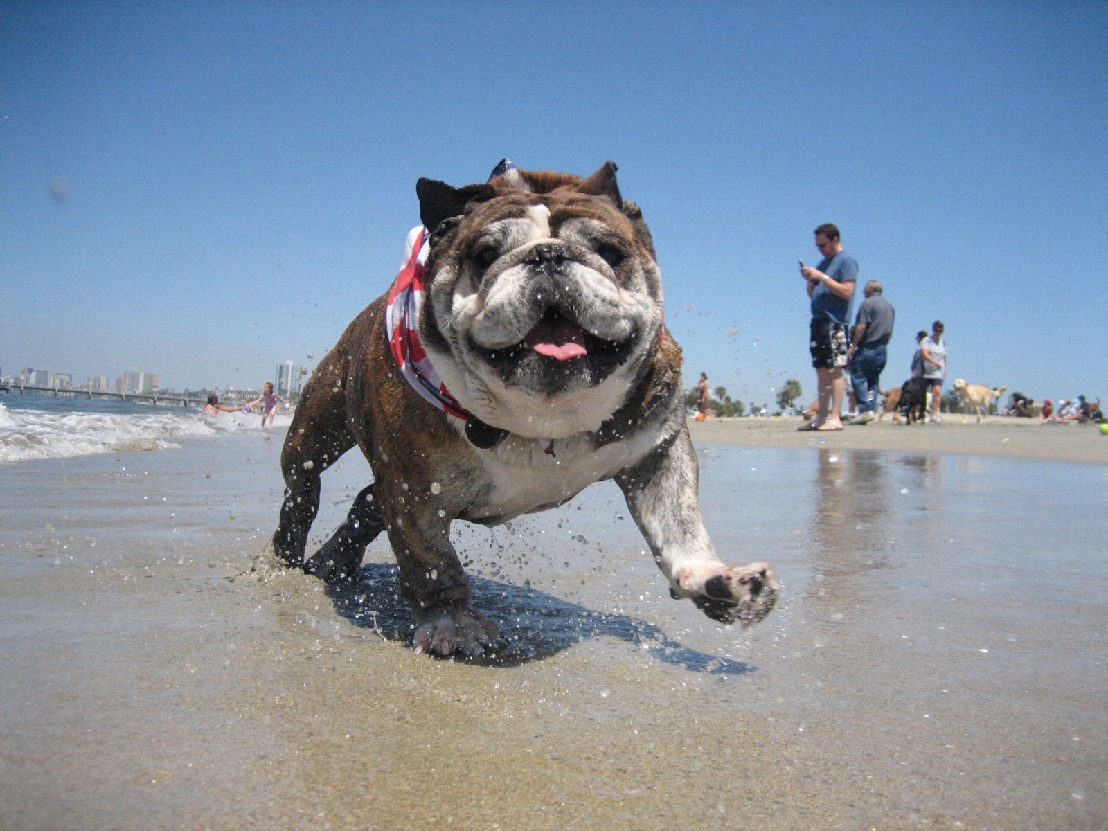 Bulldog: The Charming Bumbler (image credits: wikimedia)