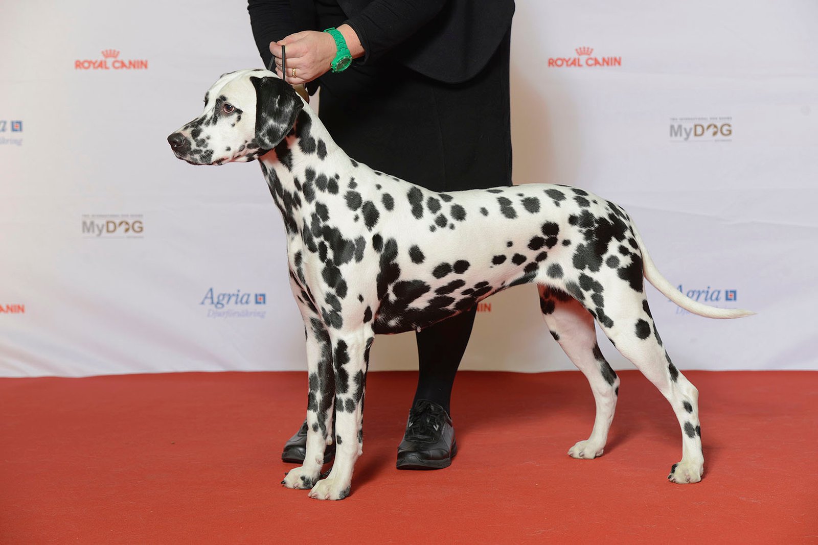 Dalmatian: The Spotted Entertainer (image credits: wikimedia)