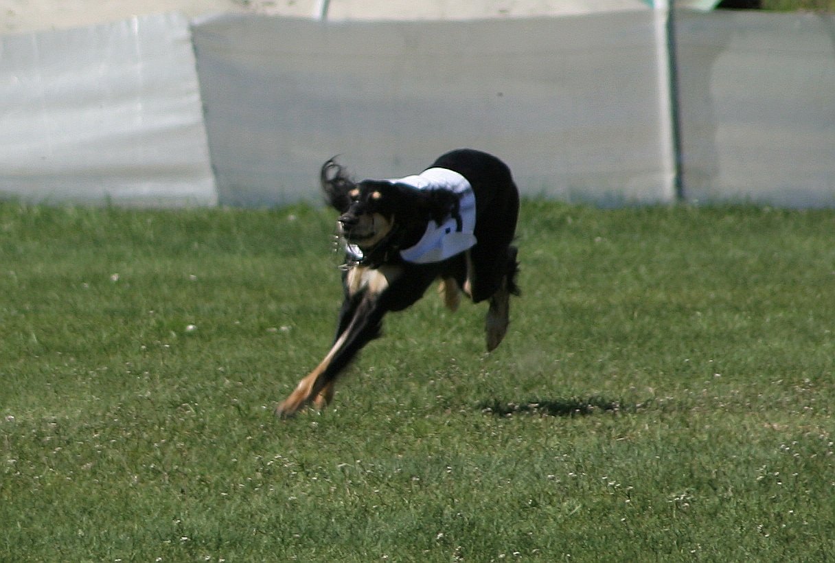 Saluki: The Desert Sprinter (image credits: wikimedia)