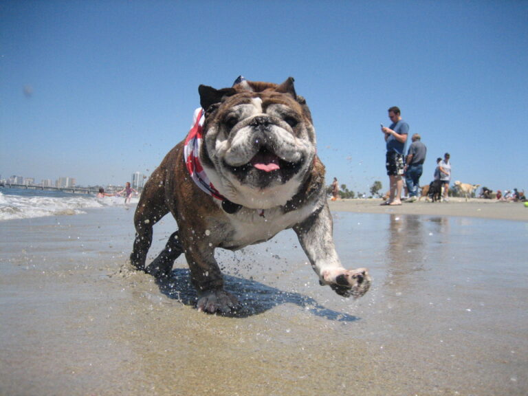 8 Affectionate Clumsy Dogs That Make You Laugh (And 5 That Are Always Graceful)