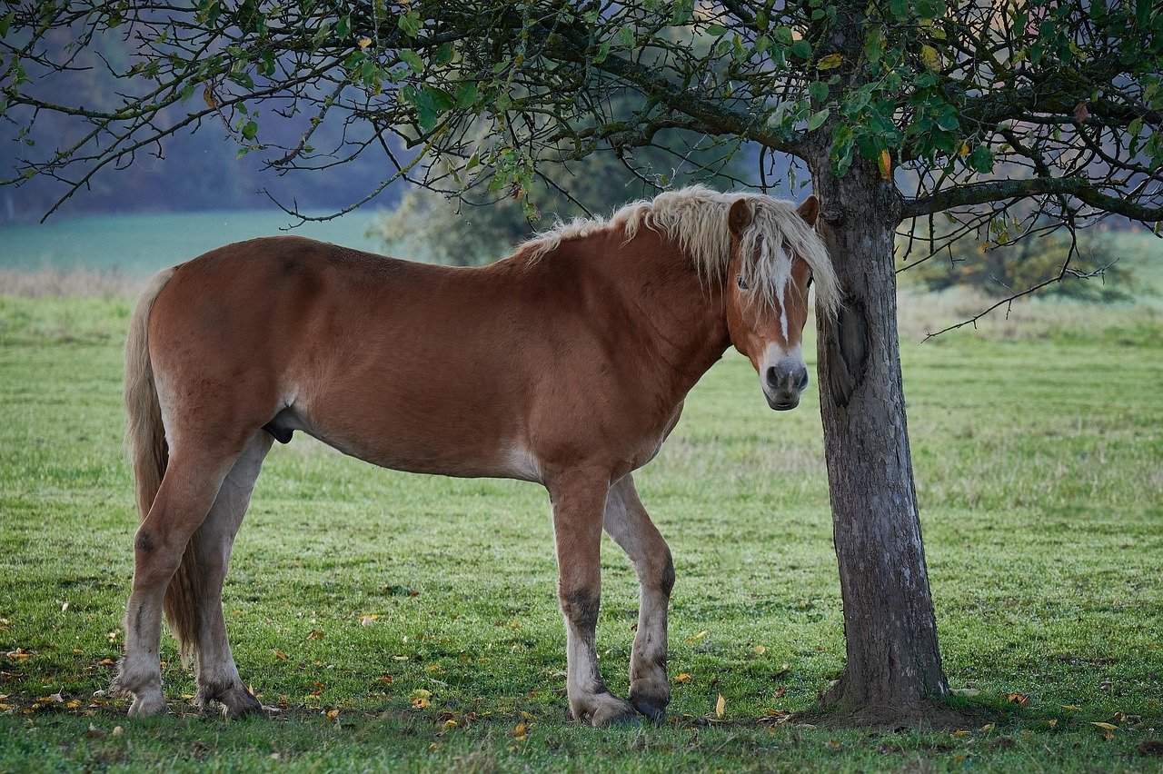 Haflinger: The Golden Companion (image credits: pixabay)