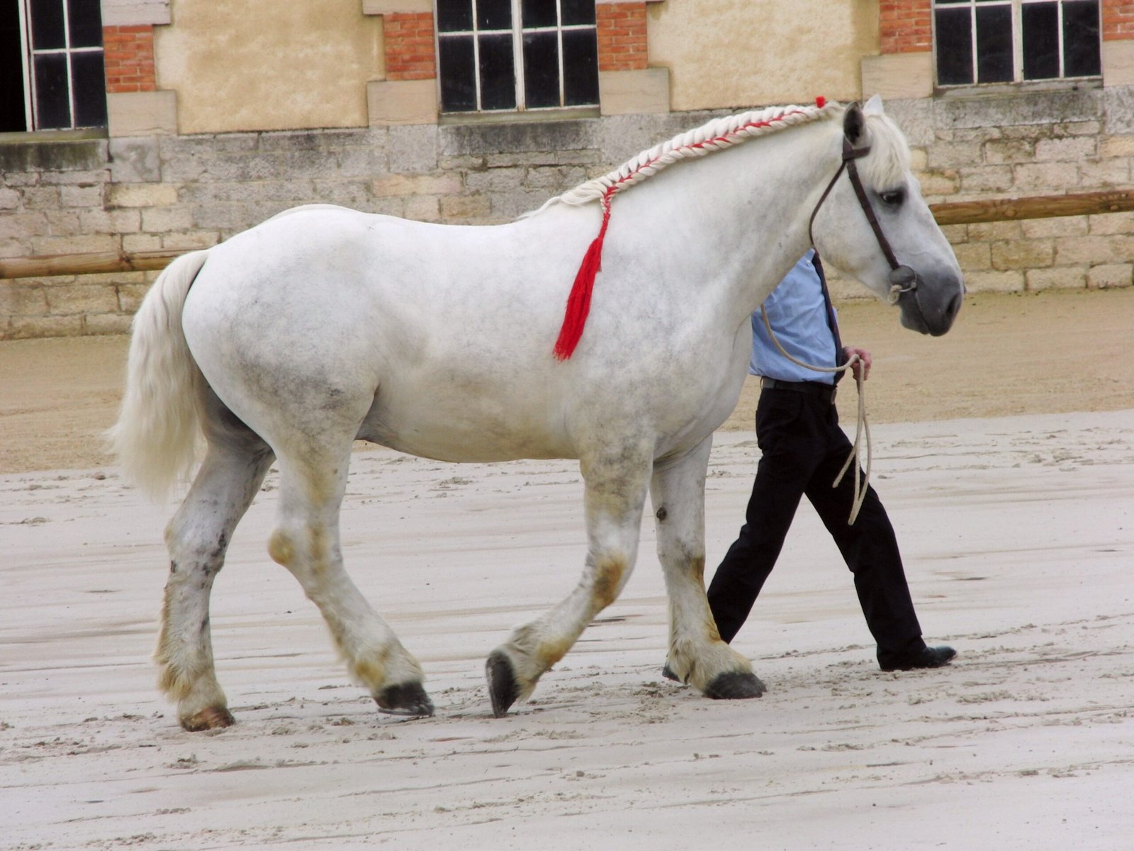 Percheron: The Gentle Giant (image credits: wikimedia)