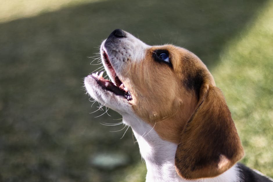 Vocal Communicators: The Beagle’s Expressive Nature (image credits: pexels)