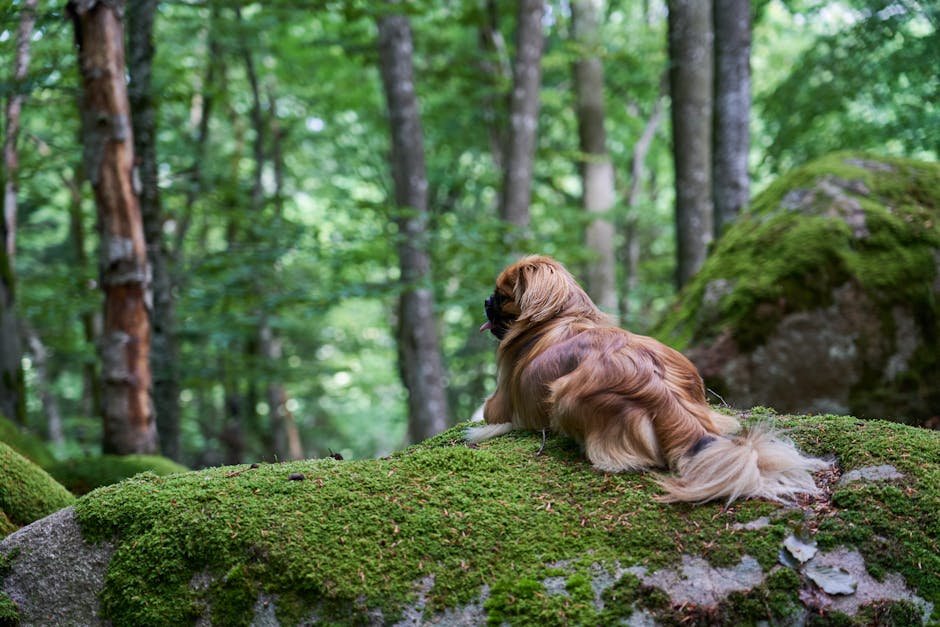 Adaptability to Different Environments (image credits: pexels)