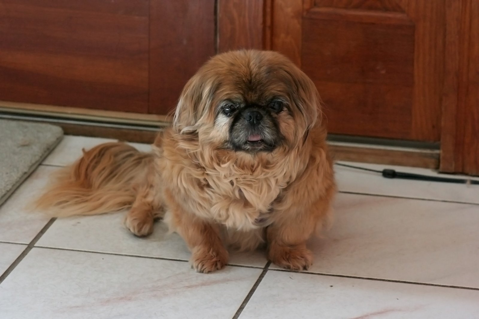 Low Barking Tendency (image credits: wikimedia)