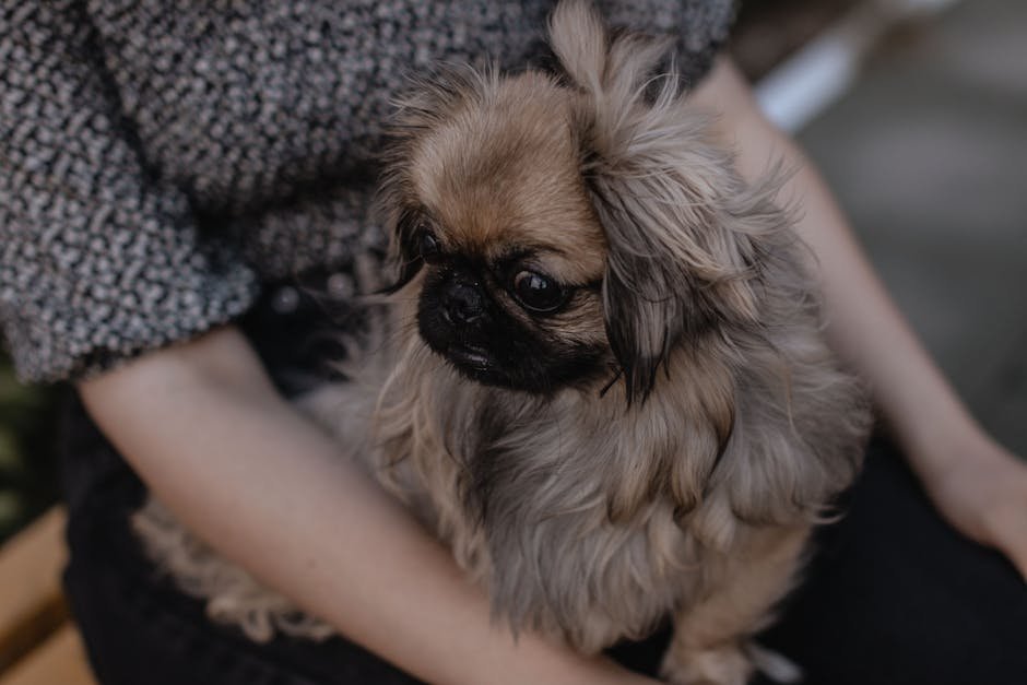Natural Companionship Skills (image credits: pexels)