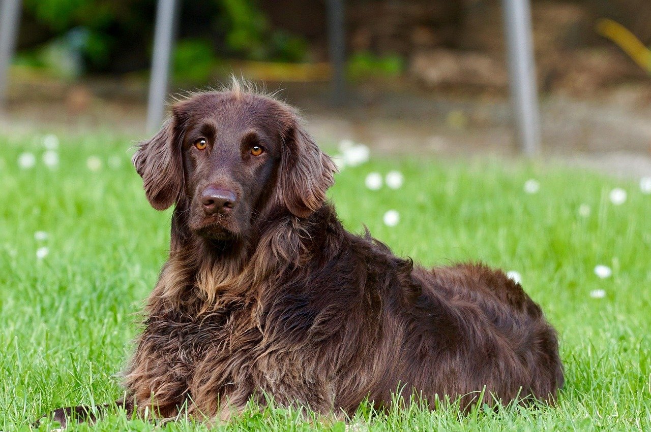 Breed Specific Needs (image credits: pixabay)