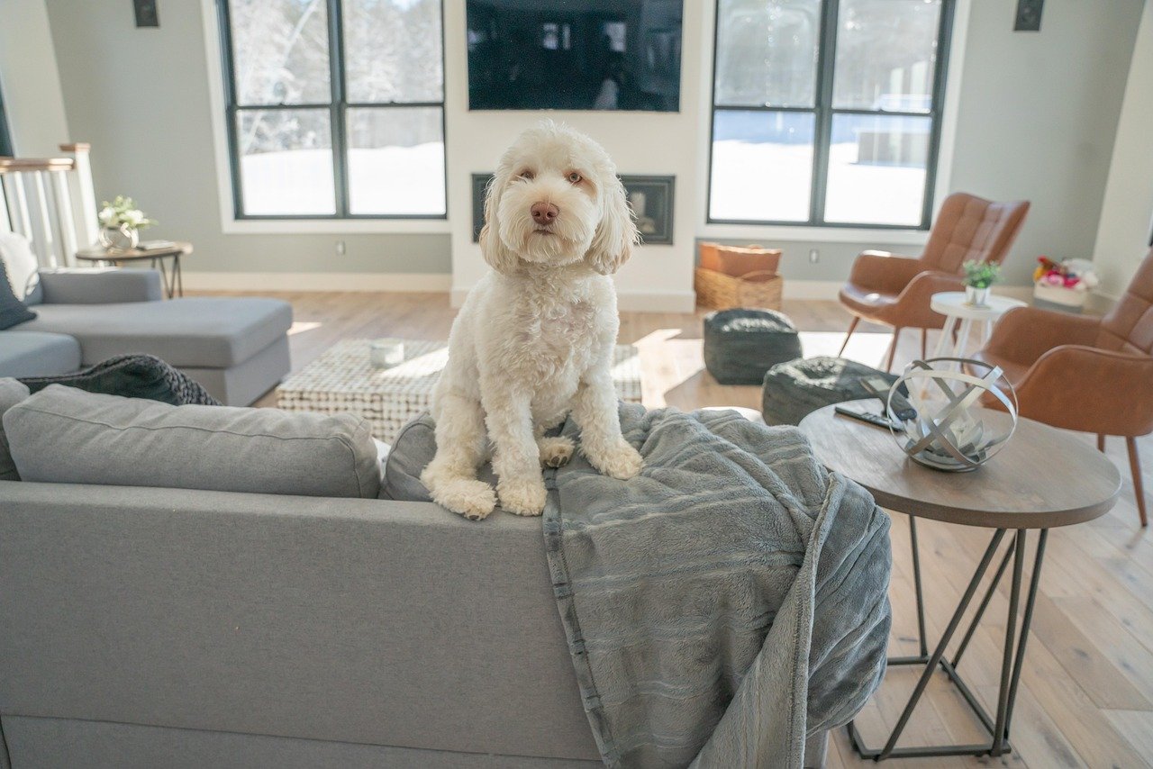 Outdoor Dogs vs. Couch Companions: Which Life Wins?