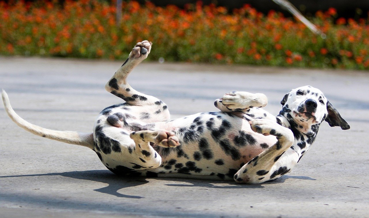 Dalmatian: The Energetic Spotted Companion (image credits: pixabay)