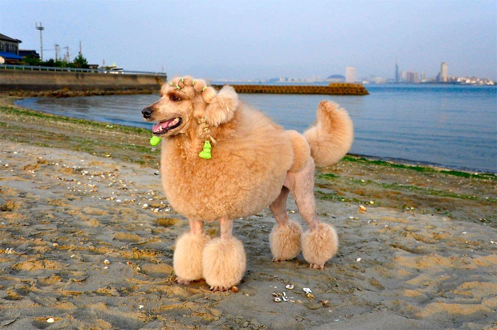 Poodle: The Stylish and Smart Companion (image credits: wikimedia)