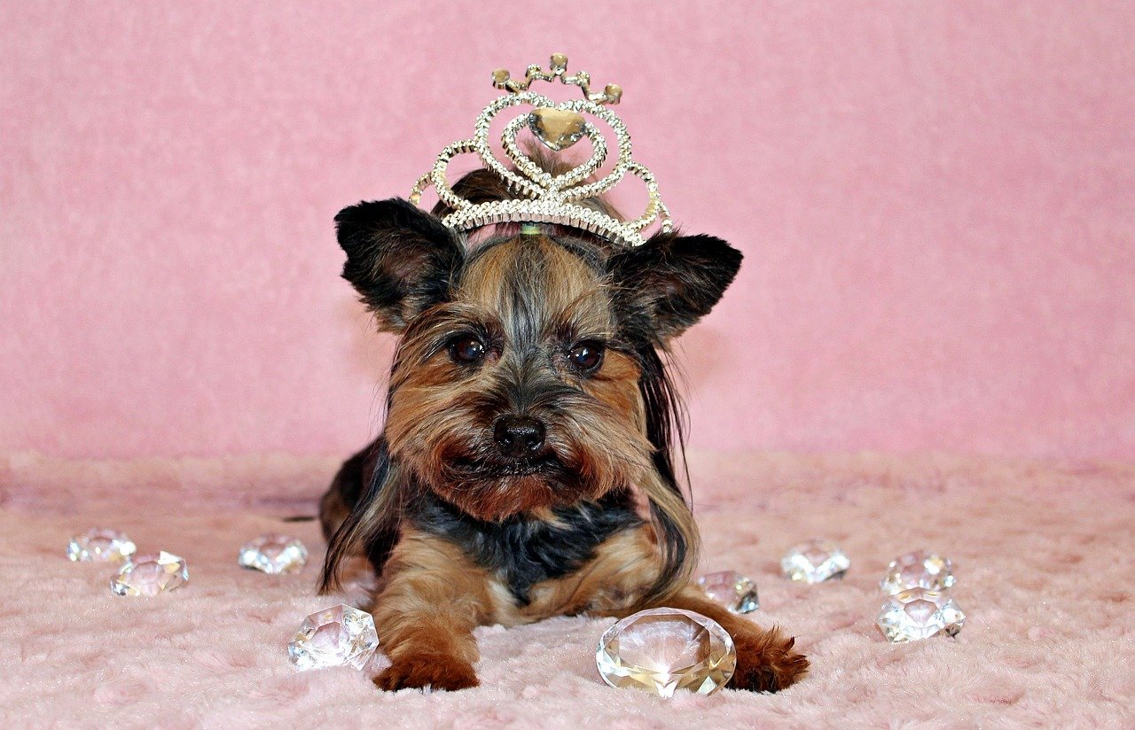 Yorkshire Terrier: The Tiny Diva with a Big Personality (image credits: pixabay)