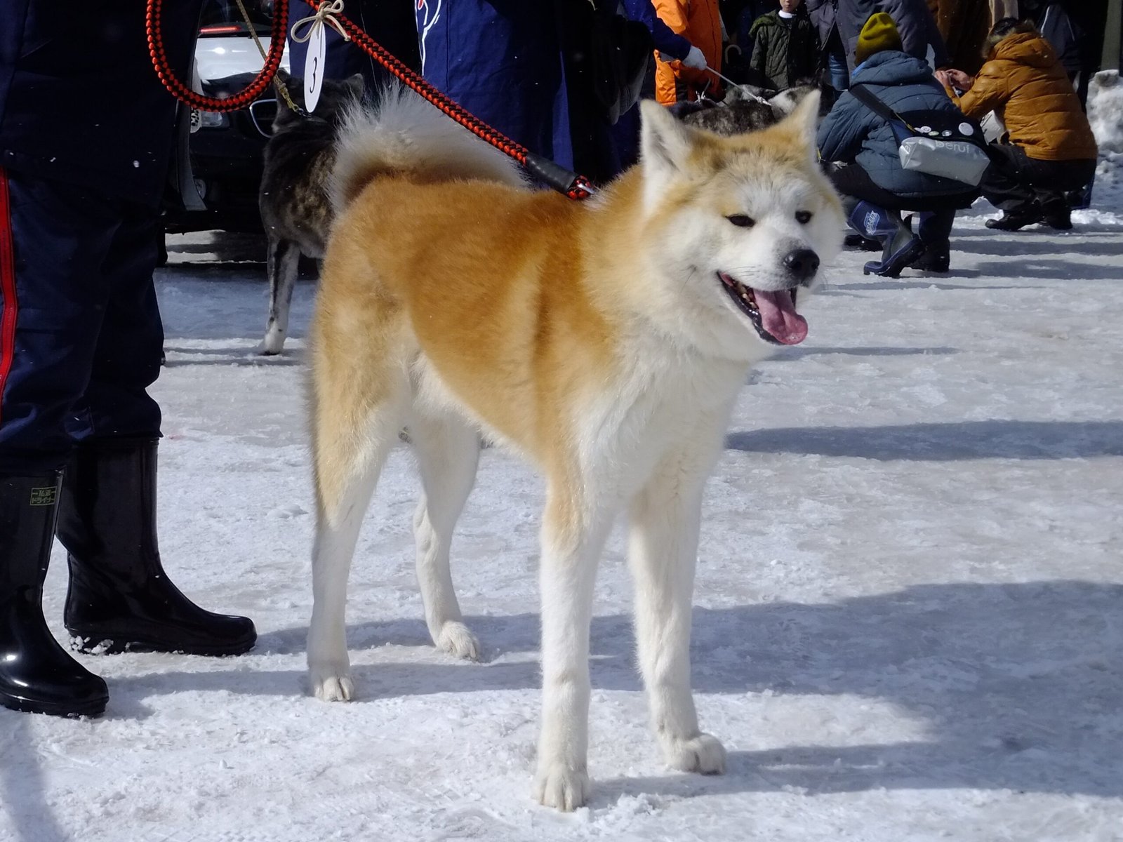 Akita: The Loyal Guardian with a Stubborn Streak (image credits: wikimedia)