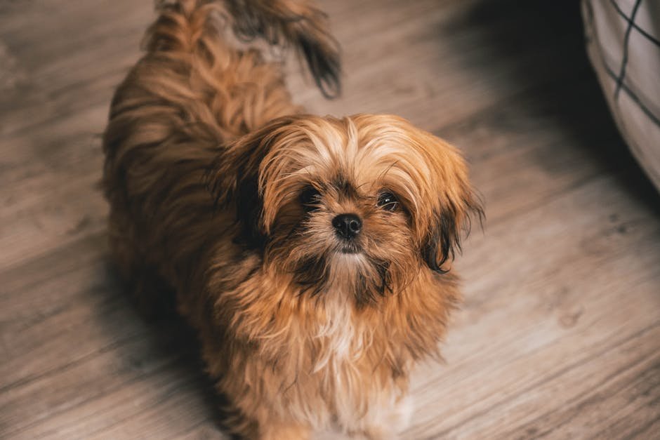 Shih Tzu: The Regal Companion with Grooming Demands (image credits: pexels)