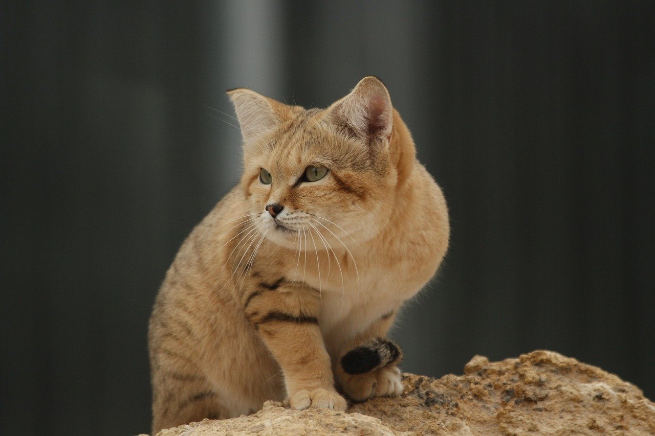 Sand Cat: The Desert Survivor (image credits: pixabay)