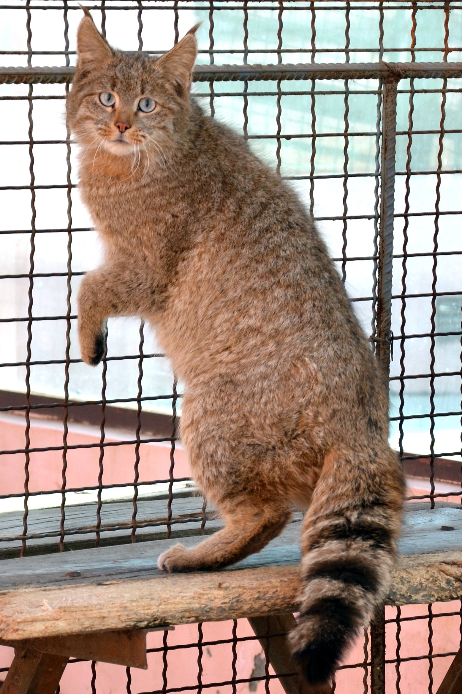 Chinese Mountain Cat: The Elusive Highland Predator (image credits: wikimedia)