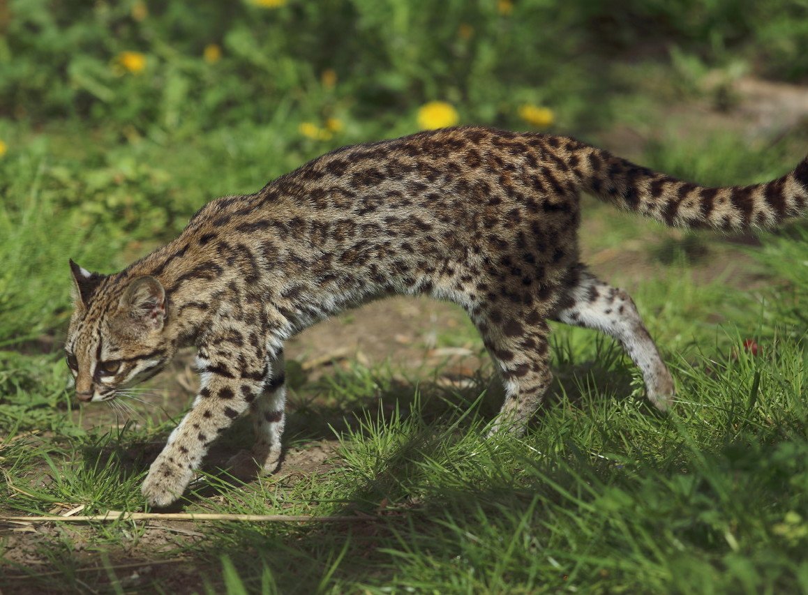 Oncilla: The South American Spotted Beauty (image credits: wikimedia)